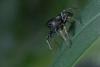 Heliophanus sp.